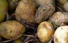 В Константиновском районе картофель подвергли «сухой заморозке»