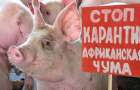  Африканская чума свиней уже в Харьковской области!