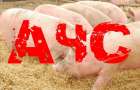 Фермер из Добропольского района предстанет перед судом за гибель свиней от африканской чумы