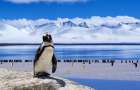 Ученые случайно наткнулись на 1,5-миллионную колонию пингвинов