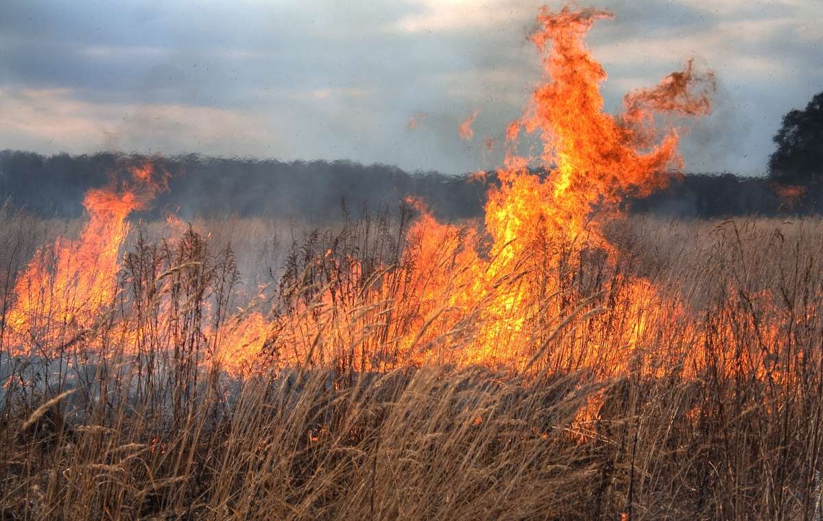 Сгорело 32 гектара: Полиция Бахмута открыла уголовное производство за поджог