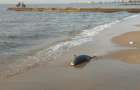 В Мариуполе на берег выбросило мертвого дельфина 