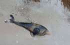 На берегу Азовского моря продолжают находить мертвых дельфинов