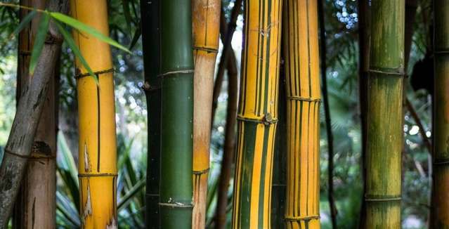 Бамбук – как вырастить и ухаживать на даче
