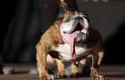 В США, на ежегодном конкурсе, была выбрана самая уродливая собака в мире
