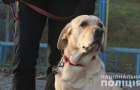 Как служебные собаки помогают находить на Донбассе замаскированное оружие