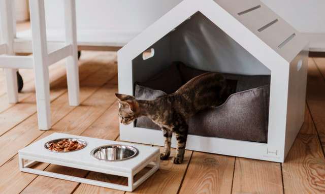 Как выбрать домик для кошки: ищем идеальное убежище для питомца