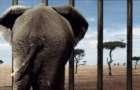 В Бахмуте будут бороться за «Цирк без животных»