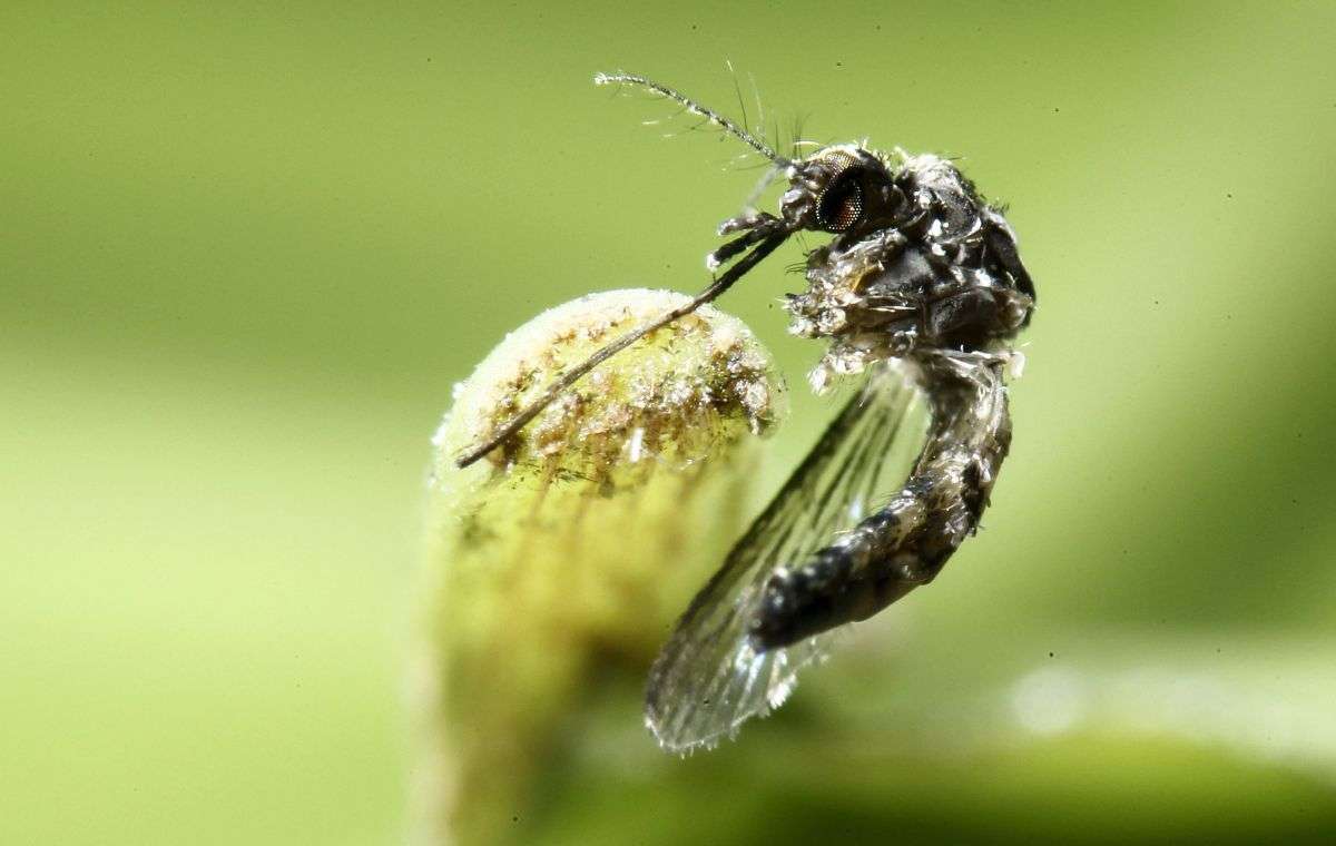 Ученые обнаружили непьющих кровь комаров