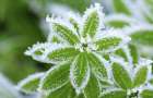 Нічні заморозки до -5°: синоптики попереджають про небезпечне похолодання