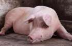 В Мариуполе зафиксирован второй случай заболевания свиней африканской чумой