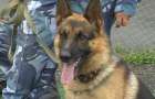 В Покровске полицейская собака нашла оружие 