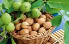 Мэр Покровска собирается наполнить городской бюджет грецкими орехами