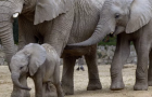 В Китае водитель экскаватора спас трех слонов