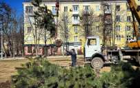 В центре Краматорска высаживают крымские ели