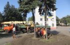 Покровск: исполкомовские ёлки переехали на новое место