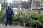 В Славянске начали борьбу с незаконным оборотом хвойных деревьев