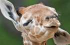 За рождением маленького жирафа следило пол-Интернета