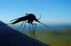 Отдыхающие на Азовском море жалуются на нашествие комаров
