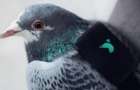 Подключенные к интернету голуби будут следить за чистотой лондонского воздуха