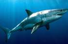 Австралийский рыбак спасался от акулы шваброй