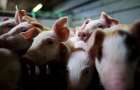 В Киевской области зафиксировали вспышку африканской чумы свиней