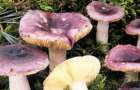 Число отравлений грибами в Луганской области растет