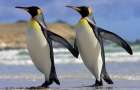 Пингвины атаковали украинскую станцию в Антарктиде 
