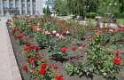 В Покровске высадят 30 тысяч роз