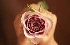 Как правильно ухаживать за розами научились жители Родинского