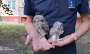 Спасатели вернули в гнездо совят, выпавших в одном из дворов Краматорска
