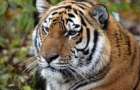 Возрождение природы: Впервые в мире за столетие выросла популяция тигров
