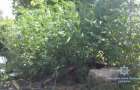 На Добропольщине местный житель вырастил на огороде плантацию конопли