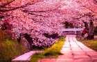 В Вашингтоне начался фестиваль цветения сакур