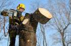 Покровск: члены исполкома одобрили решение удалить аварийные деревья