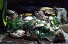 На Донетчине изъяли почти тонну незаконно выловленной рыбы