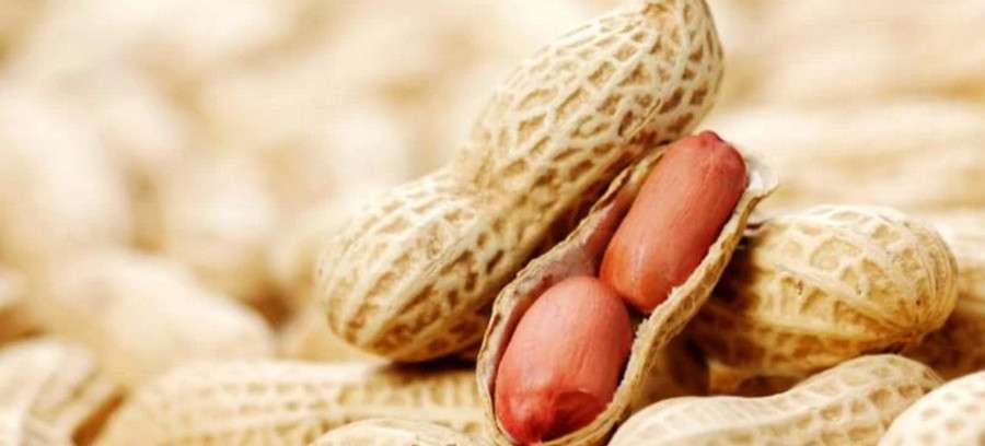 Арахис: полезные свойства и особенности выращивания