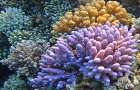 Скелет кораллов может расти в кислой воде