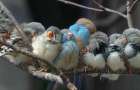 Жители Запорожья спасают от голода птиц 