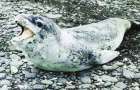 Ученые ищут владельцев флешки, которую обнаружили в экскрементах тюленя