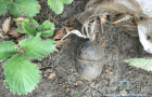 Жительница Дружковки обнаружила в огороде гранату