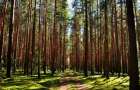 В Краматорске появится сосновый лес