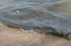 На Центральном пляже Мариуполя появились черные пятна на воде
