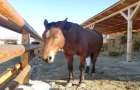 Эксперт: в Украине треть сельских домохозяйств обрабатывают землю лошадьми