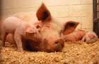 New case of African swine fever was recorded in the Donetsk region