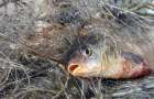 В Мариуполе браконьер задержан за вылов рыбы