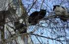 Жители Краматорска 4 дня не могли снять с дерева запуганного кота