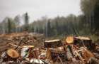 В Донецкой области незаконно вырубили лес на миллион гривен