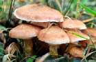 В Луганской области от отравления грибами умер ребенок 
