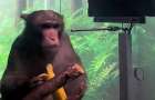 У Илона Маска показали видео, как чипированная обезьяна силой мысли играет в игру